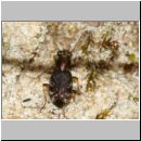 Asaphidion sp - Laufkaefer 01b 6mm Lehmkuhle-OS-Hollage.jpg